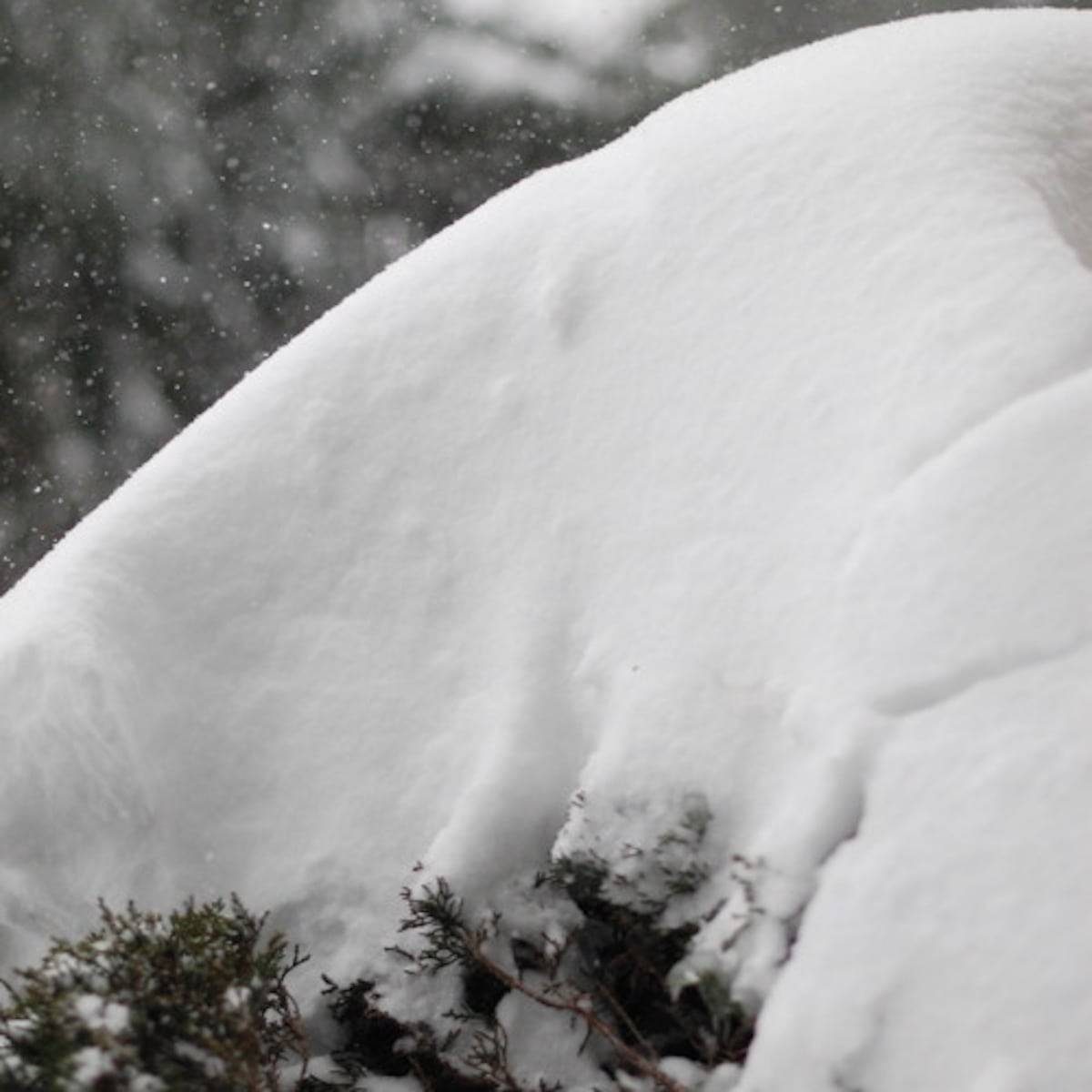 Minnesota snow covering a tree branch.